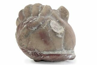 Bargain, Enrolled Asaphus Trilobite - Russia #363256