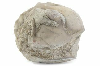 Bargain, Enrolled Asaphus Trilobite - Russia #363257