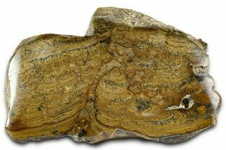 Polished Miocene Stromatolite (Chlorellopsis) - Crimea #362972