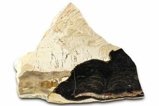 Polished Fossil Stromatolite (Columnacollenia) Slab - Crimea #363009