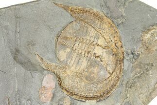Giant Trinucleid Trilobite (Declivolithus) With Cyclopyge #363232