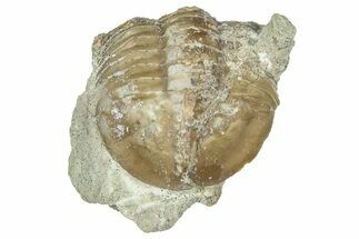 Rare, Fossil Ptychopyge Trilobite - St Petersburg, Russia #363261