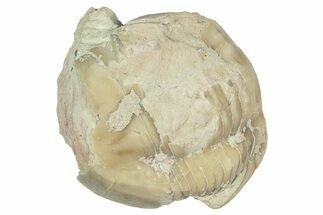 Bargain, Enrolled Illaenus Trilobite Fossil - Russia #363275