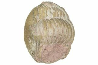 Bargain, Enrolled Illaenus Trilobite Fossil - Russia #363277