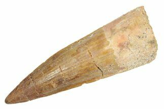 Fossil Spinosaurus Tooth - Real Dinosaur Tooth #363054