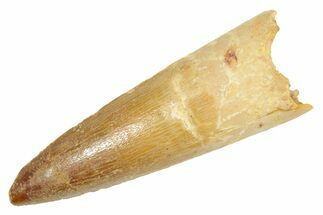 Fossil Spinosaurus Tooth - Real Dinosaur Tooth #363063