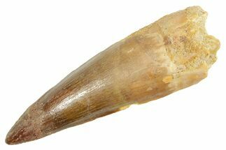 Fossil Spinosaurus Tooth - Composite Tip #363070