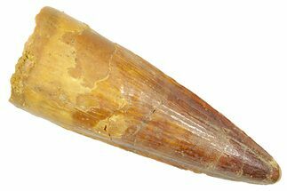 Fossil Spinosaurus Tooth - Real Dinosaur Tooth #363073