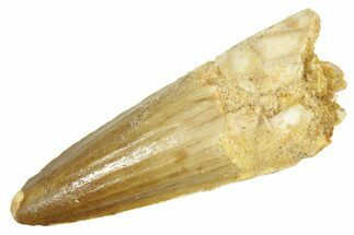 Fossil Spinosaurus Tooth - Real Dinosaur Tooth #363077