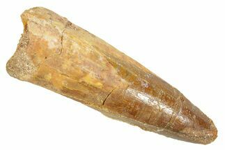 Fossil Spinosaurus Tooth - Real Dinosaur Tooth #363082