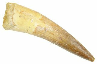 Fossil Spinosaurus Tooth - Real Dinosaur Tooth #363098