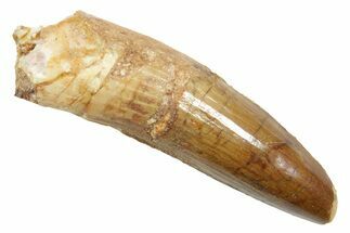 Fossil Spinosaurus Tooth - Real Dinosaur Tooth #363468