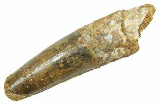 Fossil Spinosaurus Tooth - Feeding Worn Tip #363479