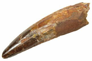 Fossil Spinosaurus Tooth - Real Dinosaur Tooth #363490