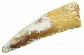 Fossil Spinosaurus Tooth - Real Dinosaur Tooth #363494