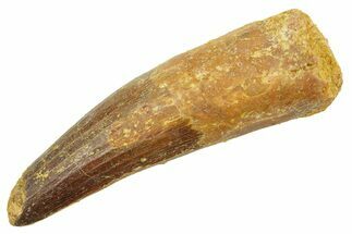 Fossil Spinosaurus Tooth - Feeding Worn Tip #363497
