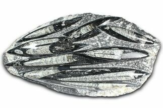 Polished Fossil Orthoceras (Cephalopod) Plate - Morocco #359680
