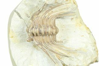 Bargain, Spiny Trilobite (Kettneraspis) - Oklahoma #363006