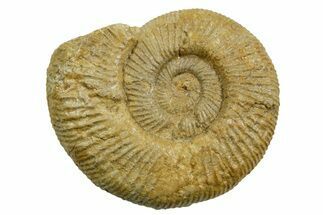 Jurassic Ammonite (Perisphinctes) Fossil - France #363584