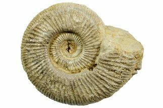 Jurassic Ammonite (Perisphinctes) Fossil - France #363612