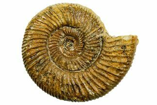 Jurassic Ammonite (Perisphinctes) Fossil - France #363633
