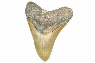 Fossil Megalodon Tooth - North Carolina #363715
