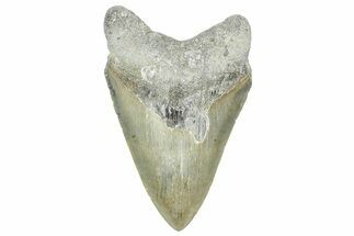 Serrated, Fossil Megalodon Tooth - North Carolina #363716