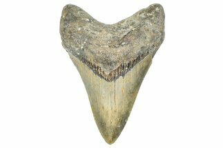 Serrated, Fossil Megalodon Tooth - North Carolina #363719