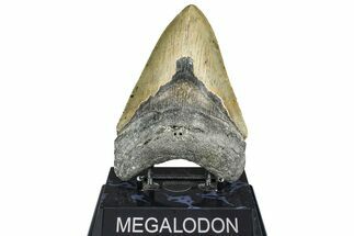Serrated, Fossil Megalodon Tooth - North Carolina #363744