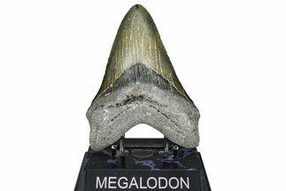 Fossil Megalodon Tooth - North Carolina #363745