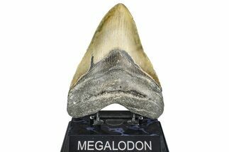 Serrated, Fossil Megalodon Tooth - North Carolina #363747