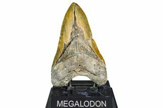 Bargain, Fossil Megalodon Tooth - North Carolina #363751
