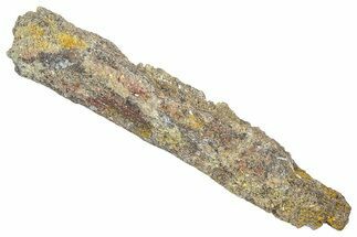 Devonian Petrified Wood (Callixylon) Section - Oldest True Wood #363281