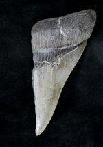 Partial, Serrated Megalodon Tooth - South Carolina #19232