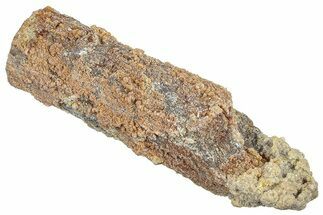 Devonian Petrified Wood (Callixylon) Section - Oldest True Wood #363307