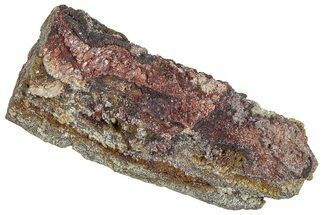 Devonian Petrified Wood (Callixylon) Section - Oldest True Wood #363308