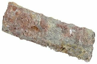 Devonian Petrified Wood (Callixylon) Section - Oldest True Wood #363310