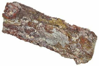 Devonian Petrified Wood (Callixylon) Section - Oldest True Wood #363316