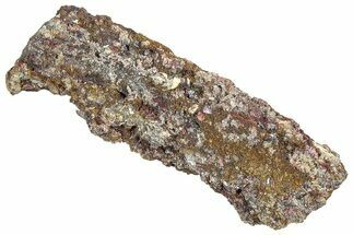 Devonian Petrified Wood (Callixylon) Section - Oldest True Wood #363319