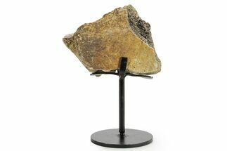 Dinosaur (Triceratops) Frill Shield Section w/ Stand - South Dakota #363582