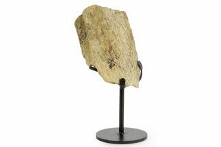 Fossil Triceratops Rib Section w/ Metal Stand - South Dakota #363602