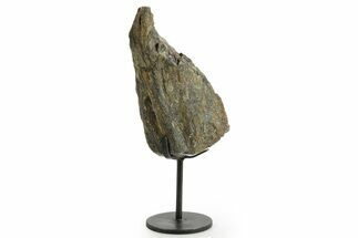 Fossil Sauropod Limb Bone Section with Metal Stand - Colorado #363639