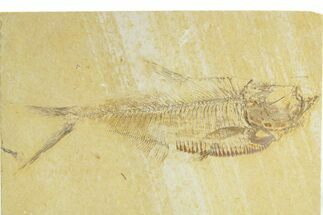Detailed Fossil Fish (Diplomystus) - Wyoming #363805