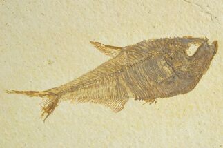 Detailed Fossil Fish (Diplomystus) - Wyoming #363808
