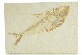 Fossil Fish (Diplomystus) - Wyoming #363809