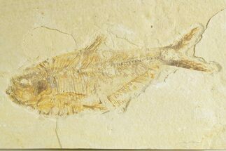 Bargain, Fossil Fish (Diplomystus) - Wyoming #363812
