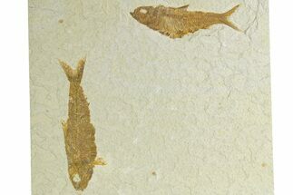 Limestone with Two Fossil Fish (Knightia) - Wyoming #363814