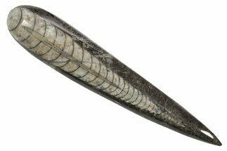 Polished Fossil Orthoceras (Cephalopod) - Morocco #363849