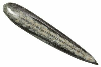 Polished Fossil Orthoceras (Cephalopod) - Morocco #363855