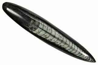 Polished Fossil Orthoceras (Cephalopod) - Morocco #363856
